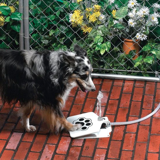 Dog Water Fountain